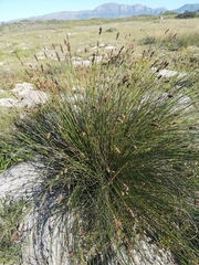 Elegia tectorum