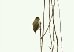 Picumnus granadensis