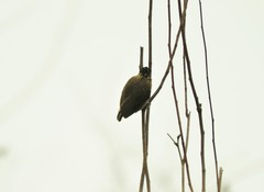 Picumnus granadensis