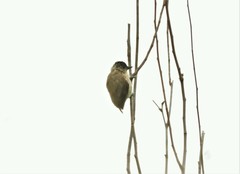 Picumnus granadensis