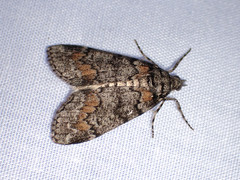 Smyriodes trigramma