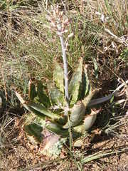 Aloe greatheadii davyana