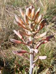 Aloe greatheadii davyana
