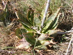 Aloe greatheadii davyana
