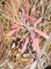 Aloe greatheadii davyana