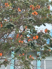 Spathodea campanulata