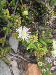 Delosperma uncinatum