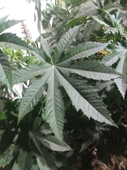 Ricinus