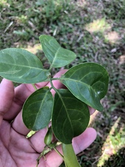 Neoalsomitra clavigera