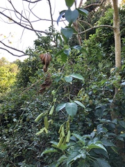 Neoalsomitra clavigera