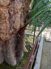 Trachycarpus fortunei