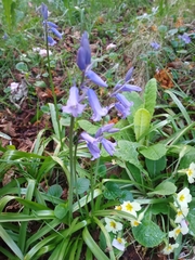 Hyacinthoides