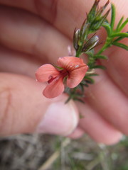 Indigofera disticha