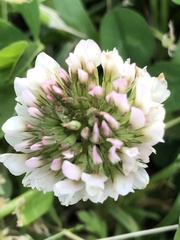 Trifolium repens