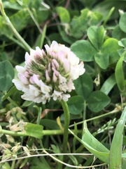 Trifolium repens