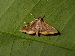 Prophantis