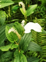 Saururus chinensis