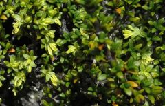 Coprosma perpusilla perpusilla