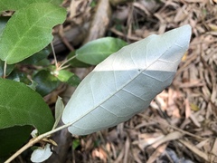Croton cascarilloides