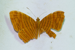 Chersonesia intermedia rahrioides