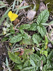 Potentilla discolor