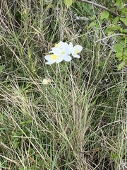Thalictrum tuberosum