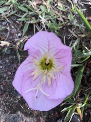 Oenothera speciosa