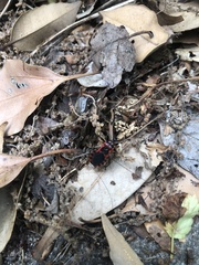 Haematoloecha nigrorufa