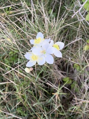 Thalictrum tuberosum