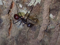 Dinomyrmex gigas