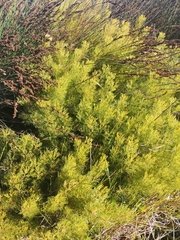 Serruria foeniculacea