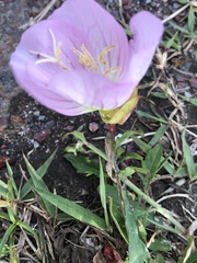Oenothera speciosa