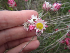 Achyranthemum affine