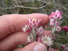 Achyranthemum affine