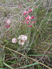 Achyranthemum affine