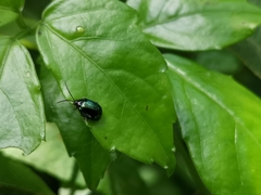 Hemipyxis flaviabdominalis