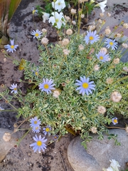 Felicia aethiopica