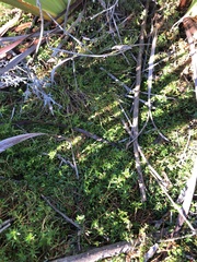 Laurembergia repens