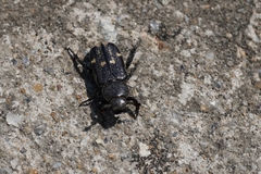 Clinterocera scabrosa