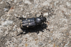 Clinterocera scabrosa