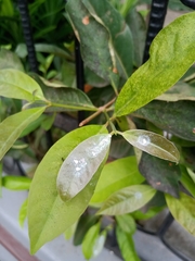 Syzygium polyanthum