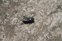 Clinterocera scabrosa