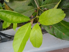 Syzygium polyanthum