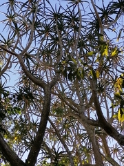Aloidendron