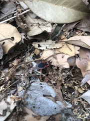 Haematoloecha nigrorufa