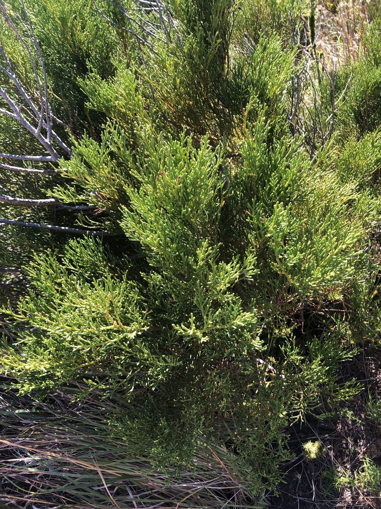 mountain cypress from Boland Mountain Complex, Cape Town, WC, ZA on May ...