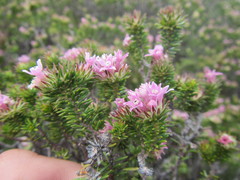 Phylica gnidioides