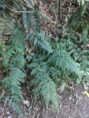 Asplenium gracillimum
