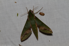 Xylophanes chiron
