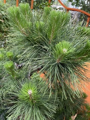 Pinus